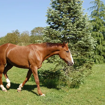 La Belle Lavande, D * Chenommet