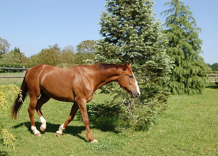 La Belle Lavande, D * Chenommet